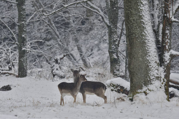 istock herd of Fallow deer watching in the forest in the winter 907803256