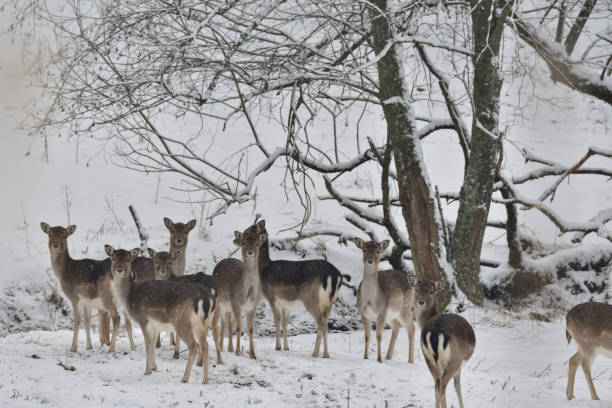 istock herd of Fallow deer watching in the forest in the winter 907805112