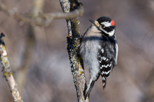 istock Male Downy Woodpecker on Branch 907810918