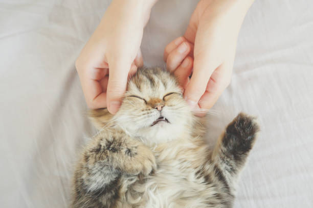 femme main caresser ou masser une tête de chat persan kitty, l’amour envers les animaux. photo vintage et style de film. - animal fur domestic cat persian cat photos et images de collection