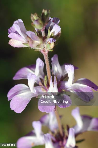 Blue Eyed Mary Collinsia Bartsiifolia Stock Photo - Download Image Now - California, Close-up, Flower