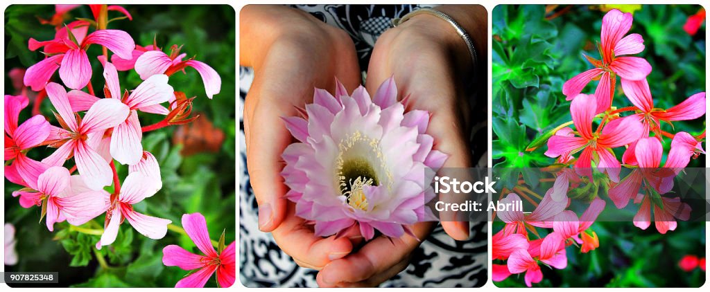 Hermosas Flores Exóticas En Las Manos Foto de stock y más banco de imágenes  de Amor - Amor, Arte, Belleza - iStock