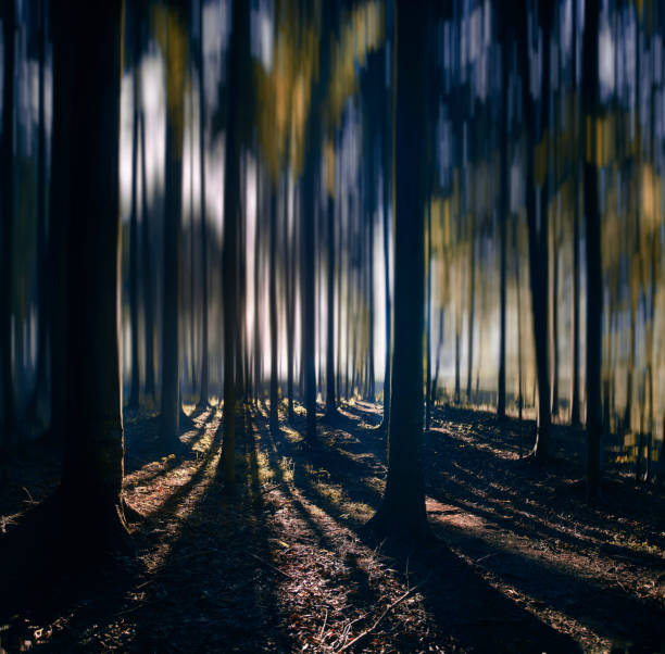 shadow in the forest