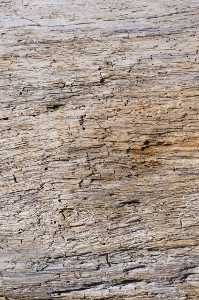 textura de madera, lavado para arriba por el mar - driftwood beach wood macro fotografías e imágenes de stock
