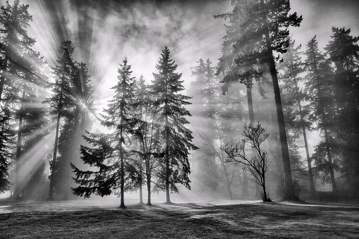 Misty afternoon in winter, black and white.