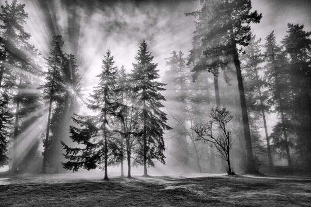 Sun bursts in the rain forest, Vancouver, Canada in black and white. Misty afternoon in winter, black and white. british columbia photos stock pictures, royalty-free photos & images