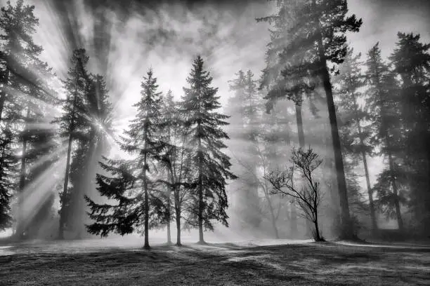 Photo of Sun bursts in the rain forest, Vancouver, Canada in black and white.