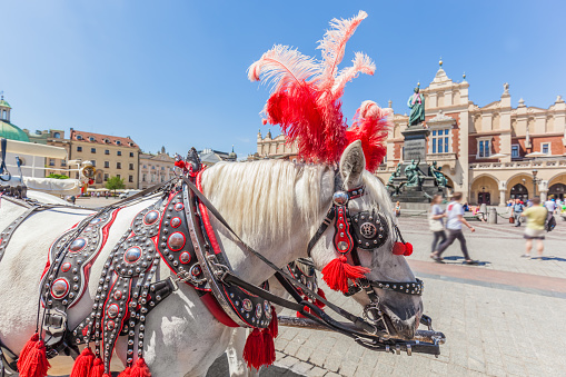 Cracow, Poland. Traditional horse carriage on the main old town market square. Cloth Hall and Mickiewicz Monument behind.
