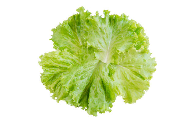 istock Salad leaf. Lettuce isolated on white background. with clipping path 907834144