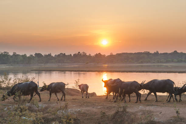 istock Thailand buffalo walking Riverside and sunset behind him background 907834288