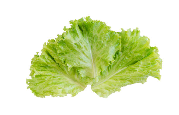 istock Salad leaf. Lettuce isolated on white background. with clipping path 907835336
