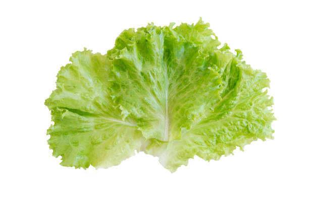 istock Salad leaf. Lettuce isolated on white background. with clipping path 907837986