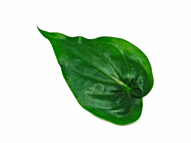 istock Green foliage isolated on white background 907845432