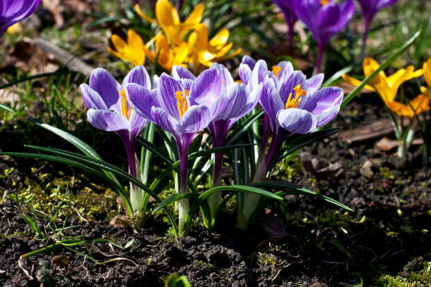 istock Beautiful crocuses flowers in the garden 907845538