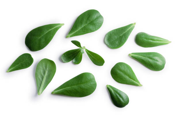 istock Purslane Portulaca oleracea, paths, top 907846332