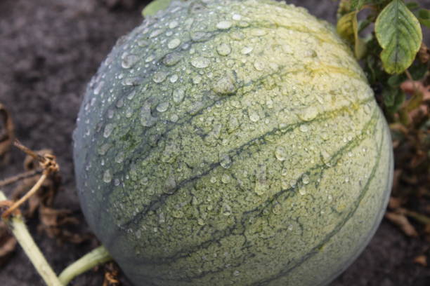 istock Watermelon with drops of water 907846408