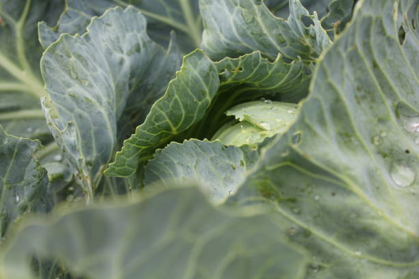 istock Head of cabbage with drops of water 907846410