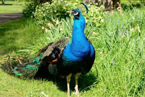 istock Portrait of a peacock 907846540