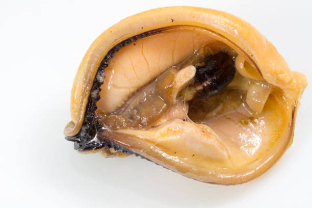 Free picture: clubshell, mussel, up-close, pleurobema, clava