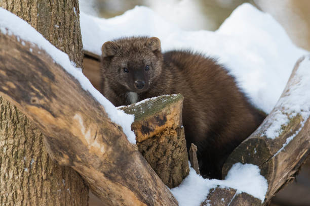 The fisher (Pekania pennanti) in winter