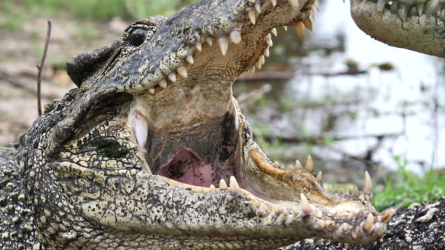 Cuban crocodile with horn