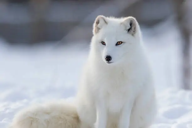 Photo of Arctic fox