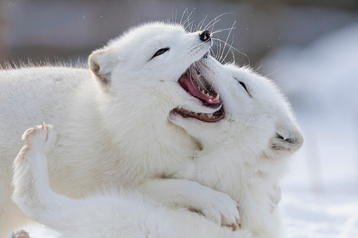 Arctic fox fighting in winter