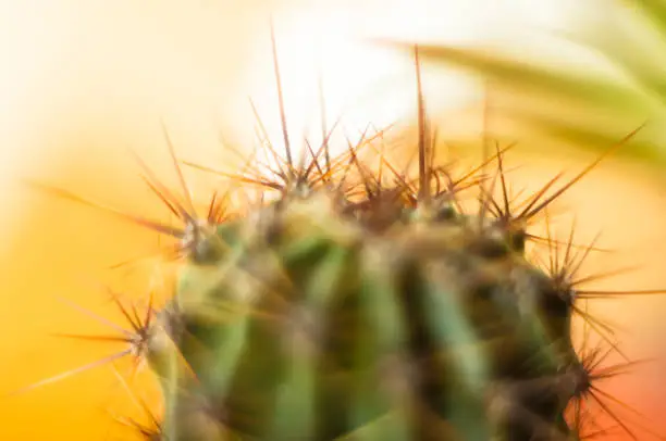 Cactus echinopsis tubiflora, selective soft focus, black background