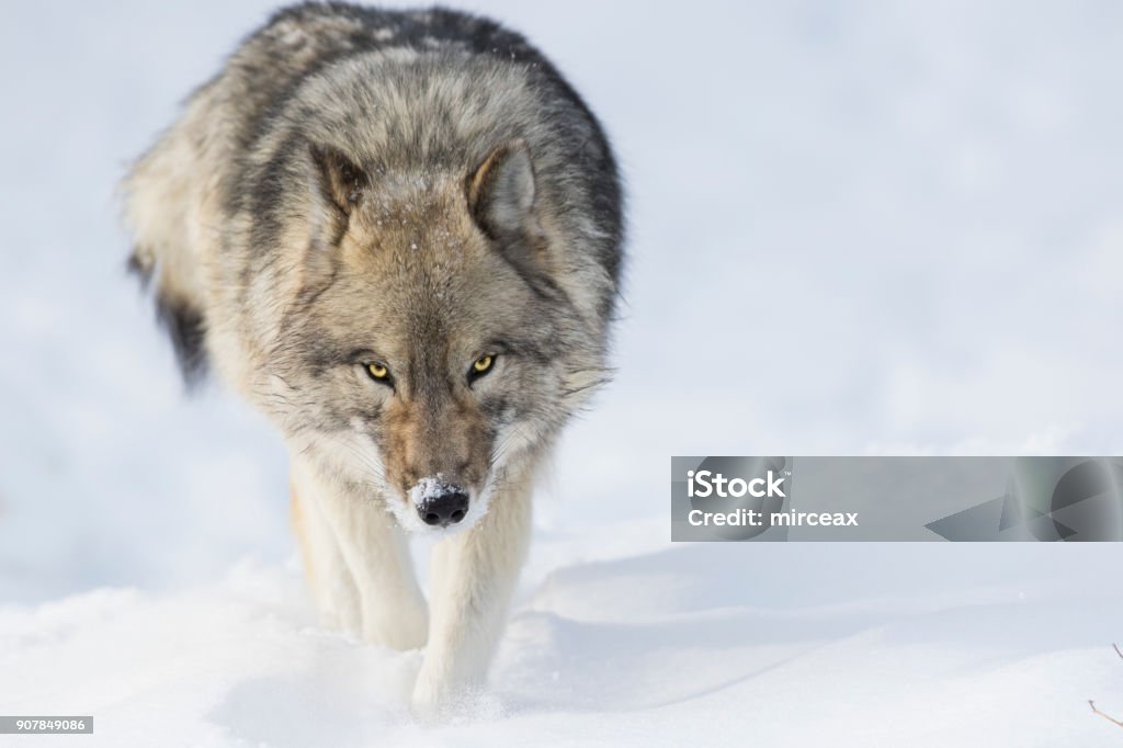 wolf in winter Timber wolf in winter Wolf Stock Photo