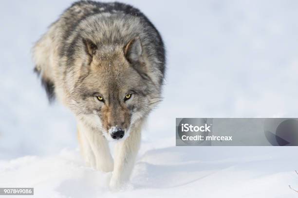 Wolf In Winter Stock Photo - Download Image Now - Wolf, Animals Hunting, Eye