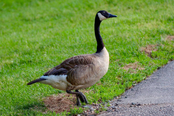 istock Closeup of a Canada Goose standing 907849340