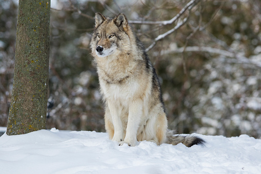 Timber wolf  in winter