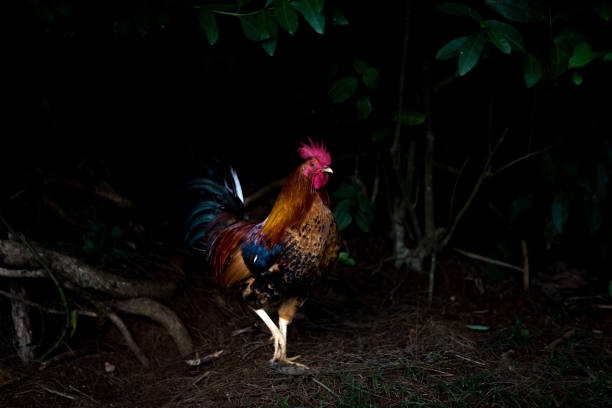istock A single rooster strutting through woodland 907850546