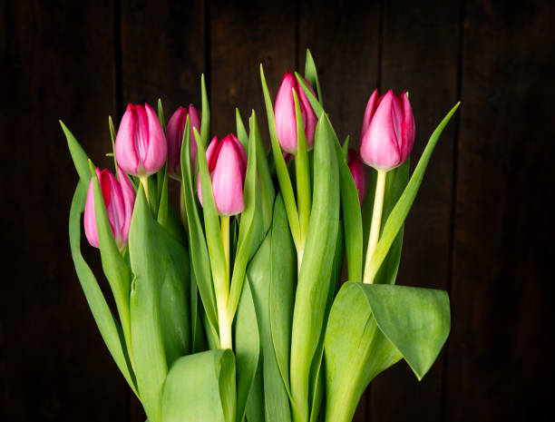Tulips series
