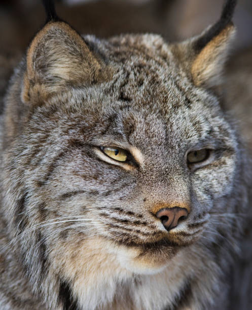 istock Canada lynx portrait in winter 907850760