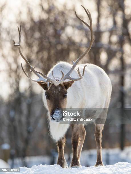 Photo libre de droit de Caribou Des Bois banque d'images et plus d'images libres de droit de Renne - Renne, Caribou des bois, Hiver