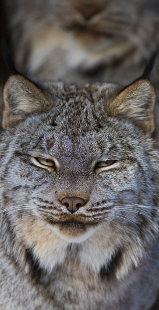 istock Canada lynx portrait in winter 907851760