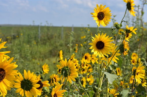 Scenic views of the Flint Hills in Kansas featuring sunflowers and never-ending views of the prairie stretching to the horizon. Cattle roam pastureland at the Bazaar Cattle Crossing and nearby, trees stand tall in farmland close to the Cottonwood River.