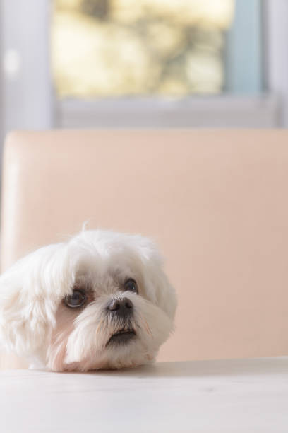 cute dog asking for food - dog overweight pleading begging imagens e fotografias de stock