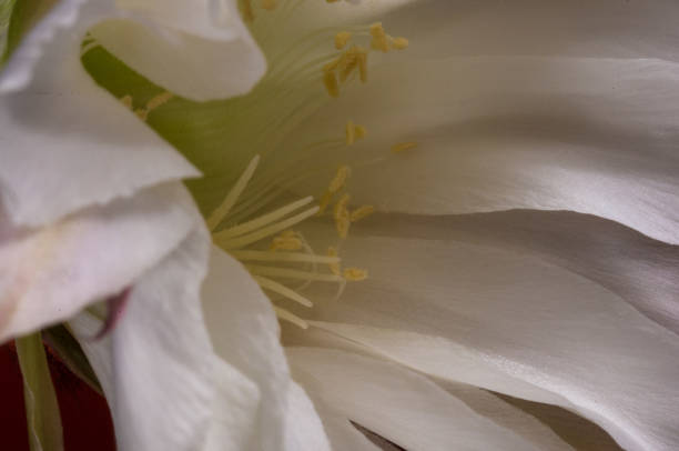 Mandacaru cactus flower in focus.Cereus jamacaru. open flowers. night flower.