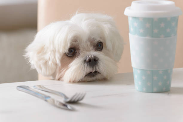 cute dog asking for food - dog overweight pleading begging imagens e fotografias de stock