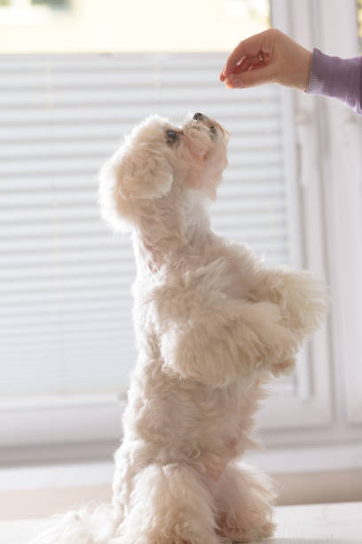 istock Cute dog asking for food 907853188