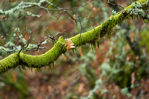 Oak tree branch with moss
