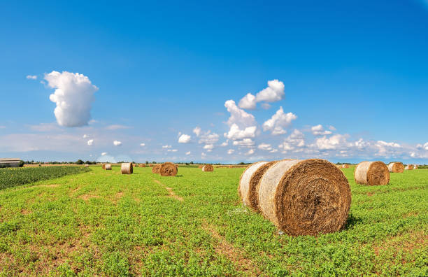 istock Hay bales in a summer field. Rural landscape. 907856998