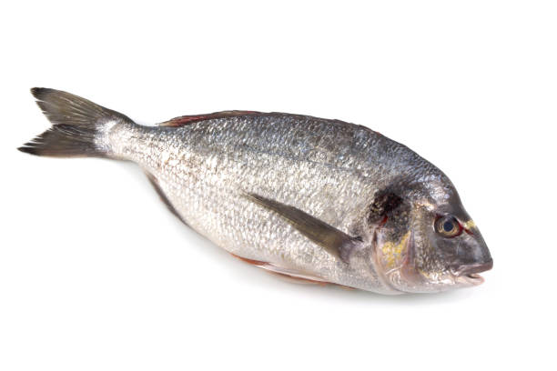 istock Fresh raw fish isolated on white background, with a clipping path top view. 907857026