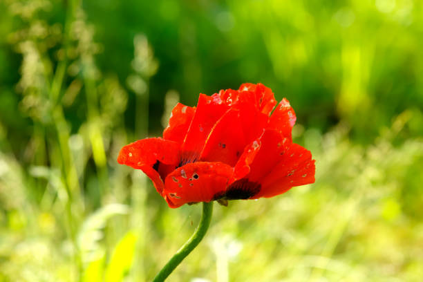 istock Poppy. Cultivated flower. 907859370