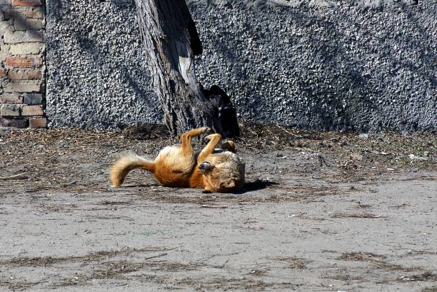 istock Red dog swaying on the ground with his back 907860398