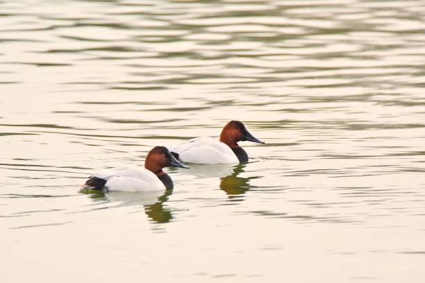 Canvasback Drakes That's all, just two Canvasback, Aythya valisineria, drakes enjoying each others company as the motor along male north american canvasback duck aythya valisineria stock pictures, royalty-free photos & images