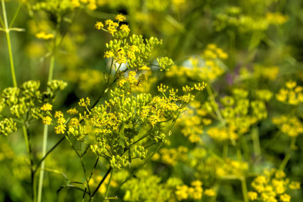 istock Parsnip. Field flower. 907861278