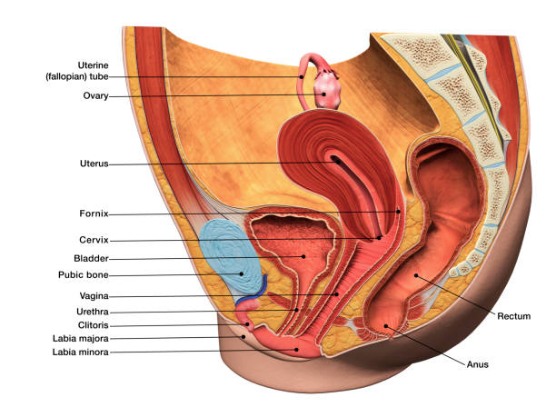 étiquetées diagramme 3d de l’appareil reproducteur féminin en coupe sagittale - planche médicale photos et images de collection